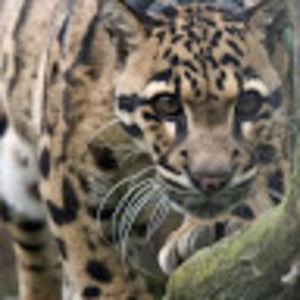 Meet your Posher, Irene